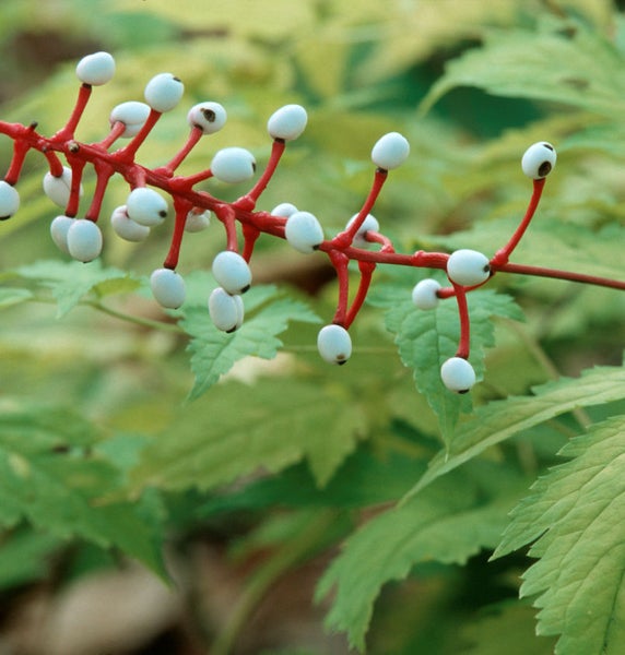 Pflanze mit roten Stielen und weißen Beeren