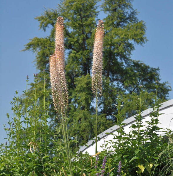 Zwei hohe Gartenfackeln im Gartenbeet mit Baum im Hintergrund