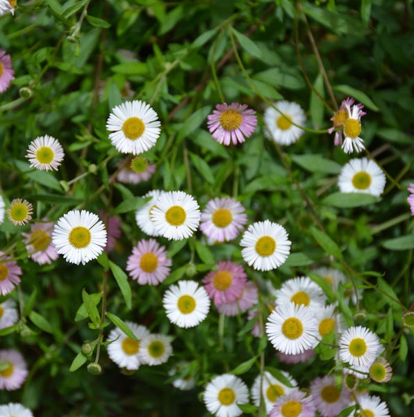 Nahaufnahme von weißen und violetten Gänseblümchen mit gelben Blütenkörbchen