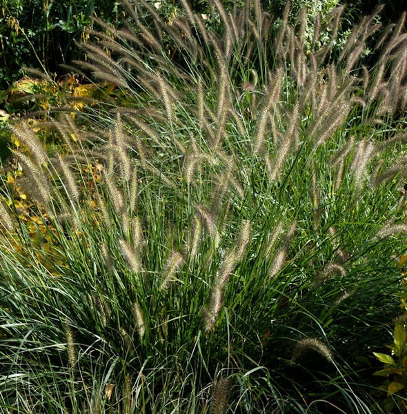 Pennisetum Ziergras im Garten