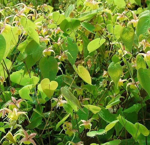Elfenblume mit Blättern und Blüten