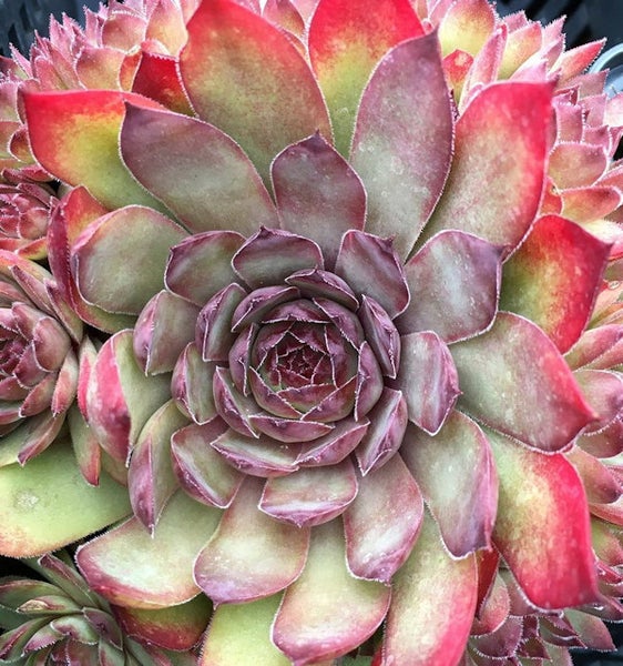 Nahaufnahme einer Hauswurz Pflanze