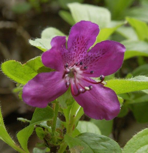 Nahaufnahme einer purpurfarbenen Rhododendronblüte mit Blättern