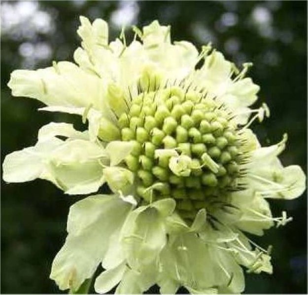 Nahaufnahme einer Scabiosa Blüte