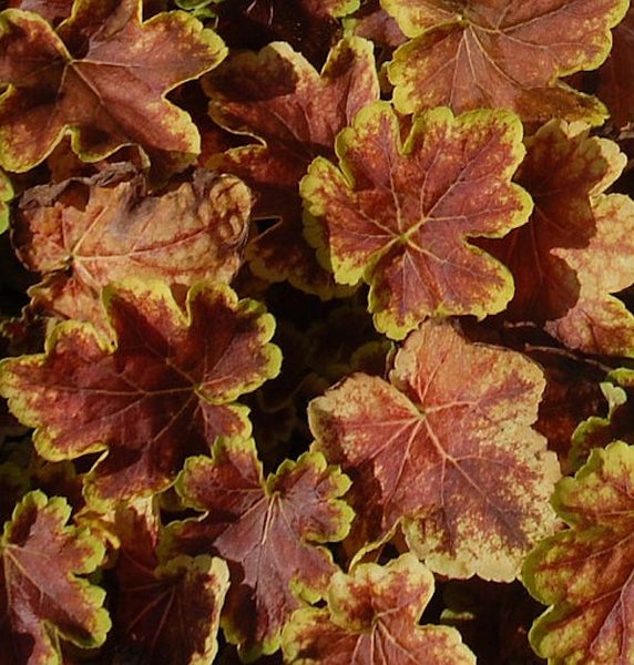 Nahaufnahme von Purpurglöckchenblättern