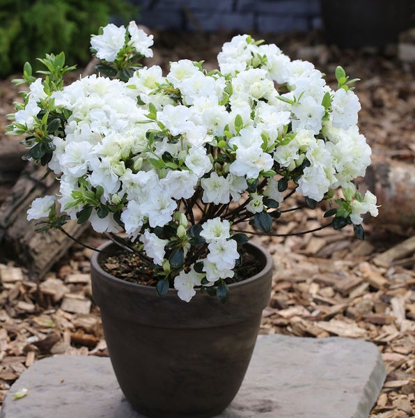 Azalee mit weißen Blüten in einem Topf