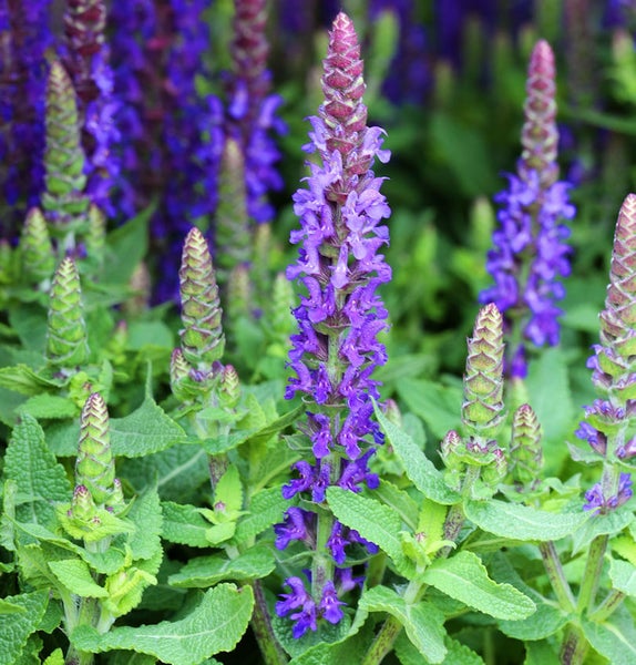 Salbei im Gartenbeet mit violetten Blüten