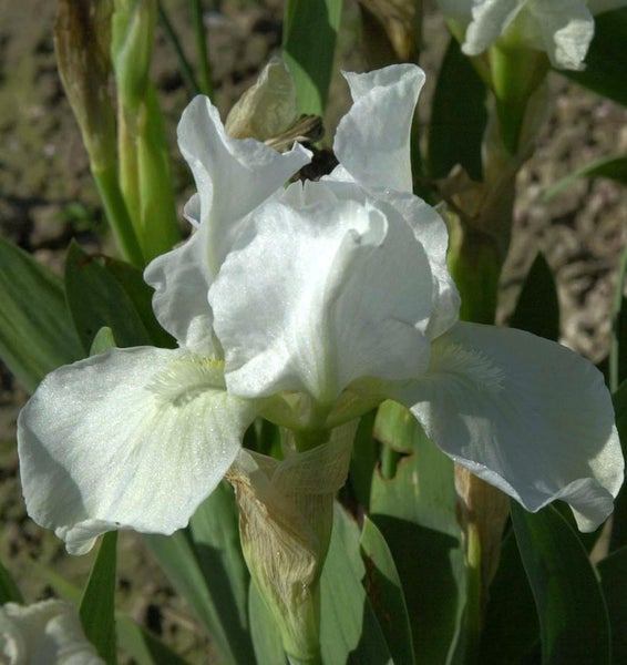 Nahaufnahme einer weißen Schwertlilie im Garten.