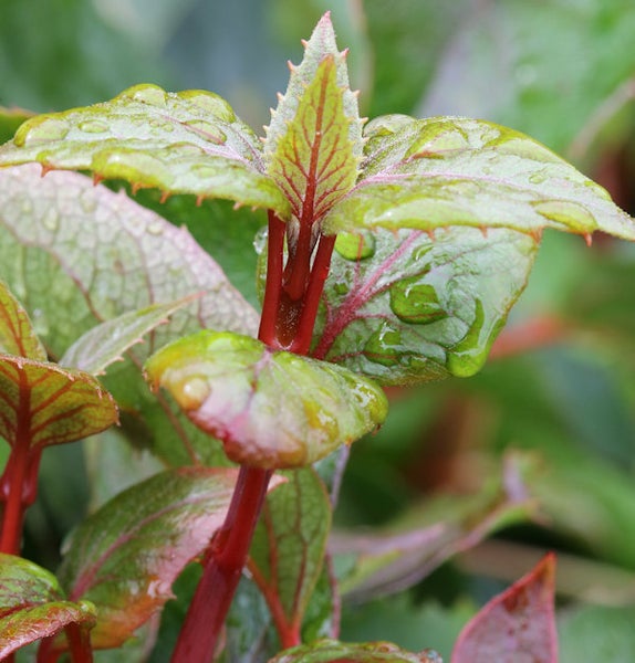 Nahaufnahme einer Rodgersia-Pflanze mit Blättern und Wassertropfen