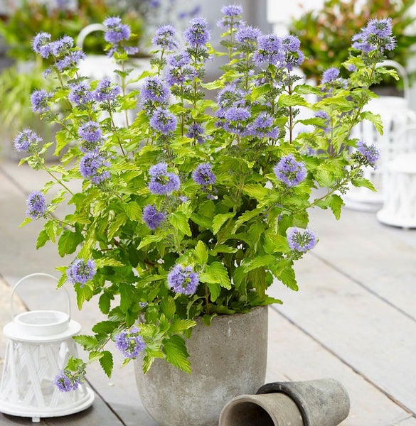 Bienenweide in einem grauen Topf mit violetten Blüten und grünen Blättern.