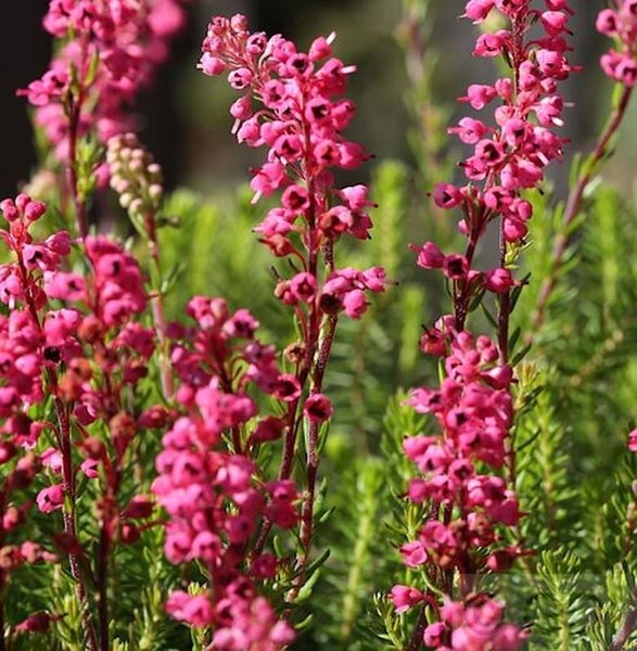 Nahaufnahme von Besenheide mit rosafarbenen Blüten
