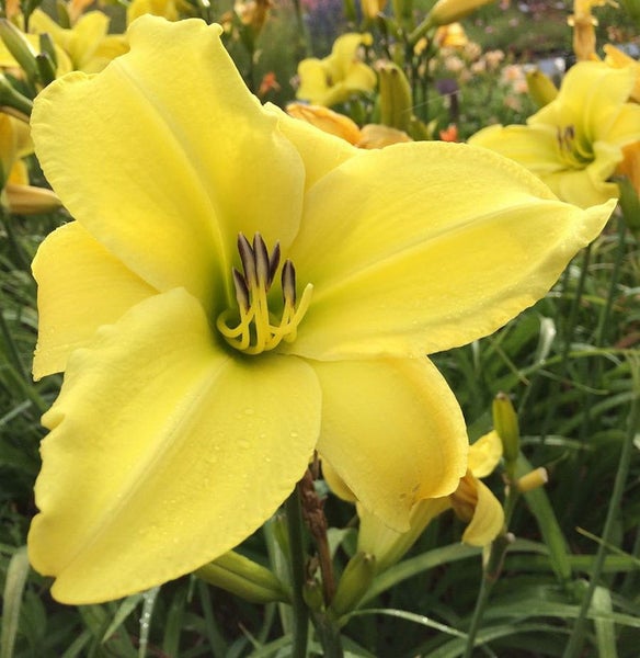 Gelbe Taglilienblüte im Garten