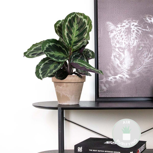 Calathea 'Medaillon' - Pfauenpflanze - Zimmerpflanze - Luftreinigend - ⌀14 cm - ↕40-45 cm