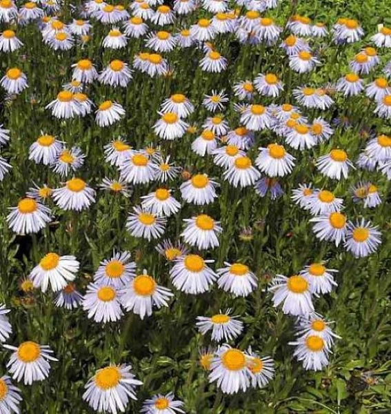 Nahaufnahme eines Feldes mit vielen Gänseblümchen