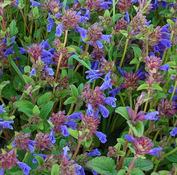 Nahaufnahme von kriechendem Günsel mit blauen Blüten