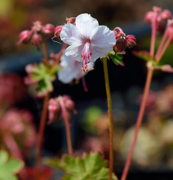 Nahaufnahme einer blassrosa Storchschnabelblüte
