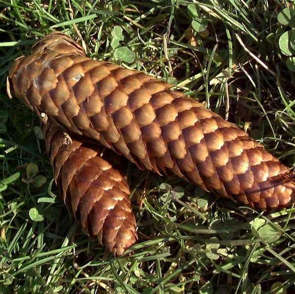 Zwei Tannenzapfen auf Gras