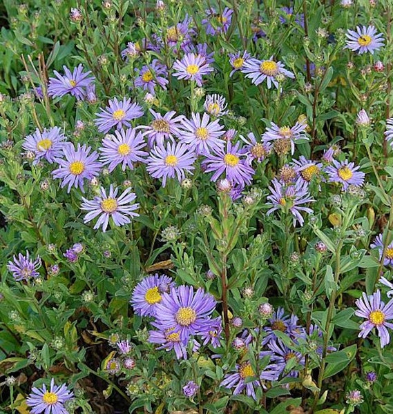 Astere mit lila Blüten und gelber Mitte