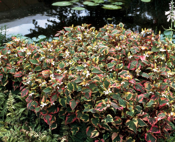 Houttuynia 'Chamäleon' pro 3 Stück| Doku-dami - Teichpflanze im Gärtnertopf ⌀9 cm - ↕10-20 cm