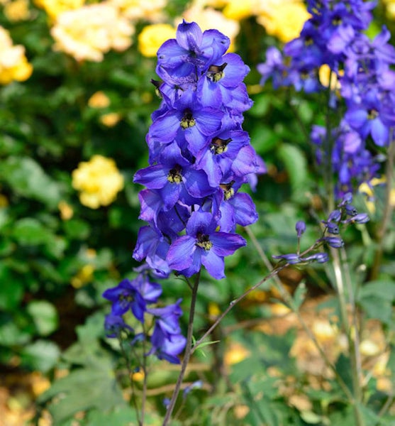 Rittersporn-Blume im Garten