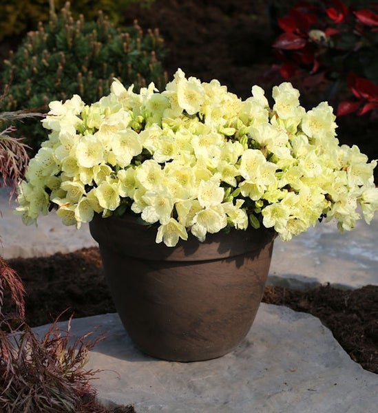 Gelbe Azalee in einem Topf für den Garten
