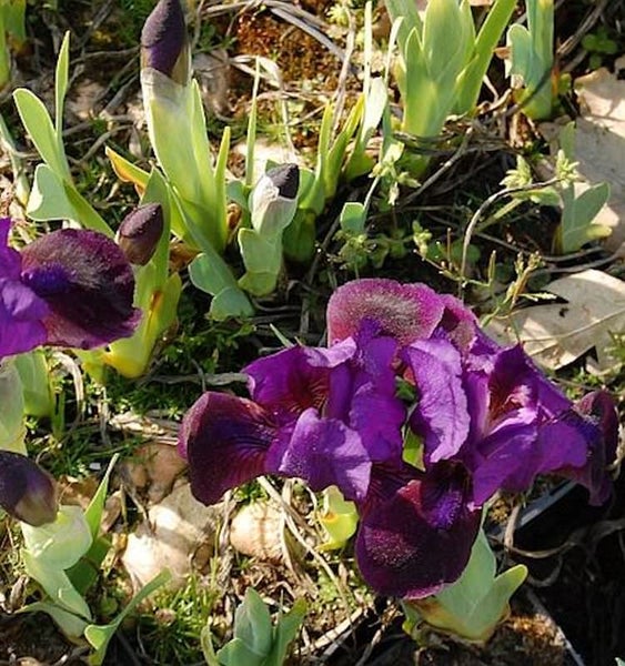 Nahaufnahme von Zwergschwertlilien im Garten.