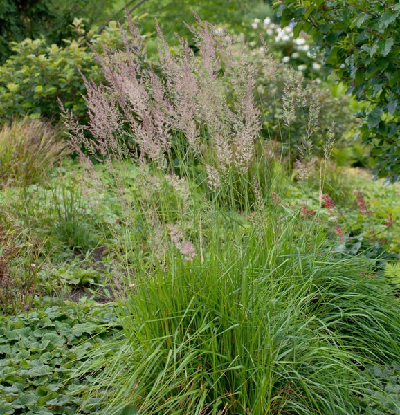 Gartenansicht mit Pfeifengras im Beet