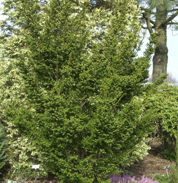 Im Bild ist eine dichte, grüne Eibe zu sehen.