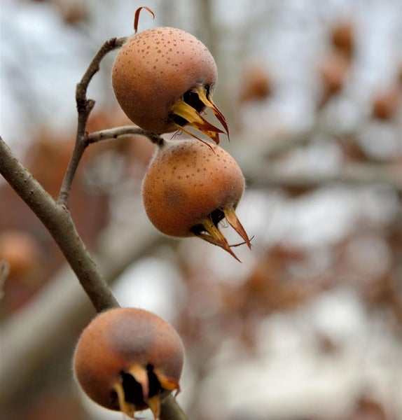 Mispelbaum mit Früchten an einem Zweig