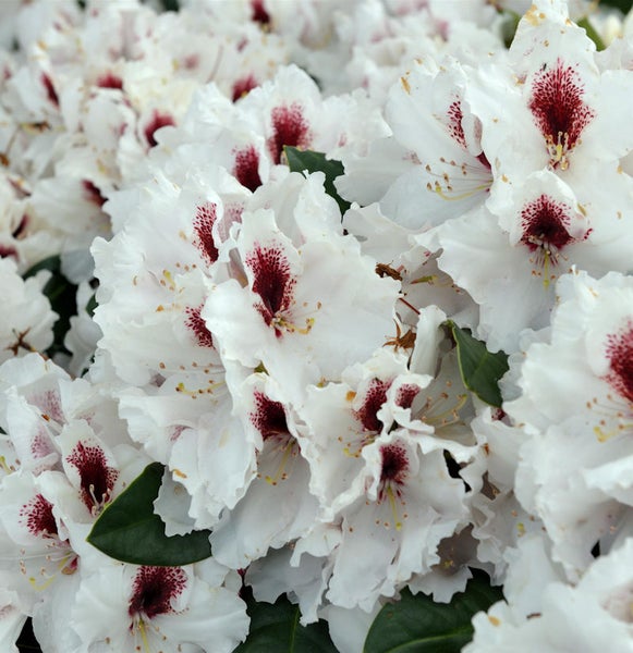 Nahaufnahme von Rhododendronblüten