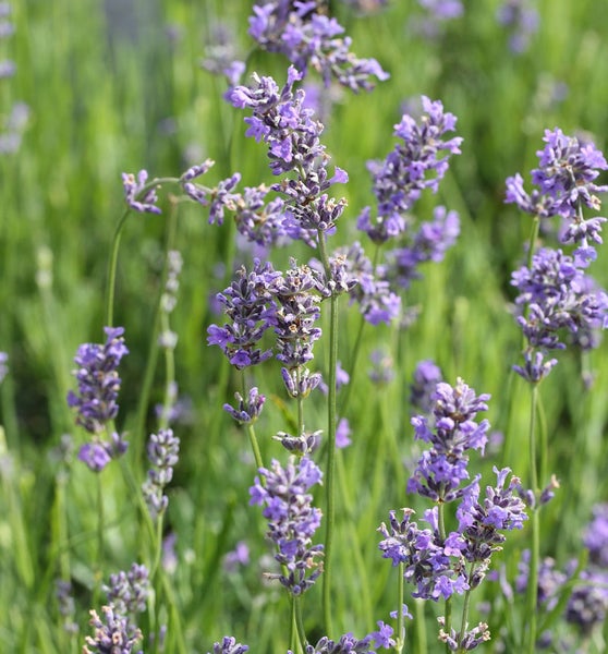Nahaufnahme von Lavendelblüten im Garten.