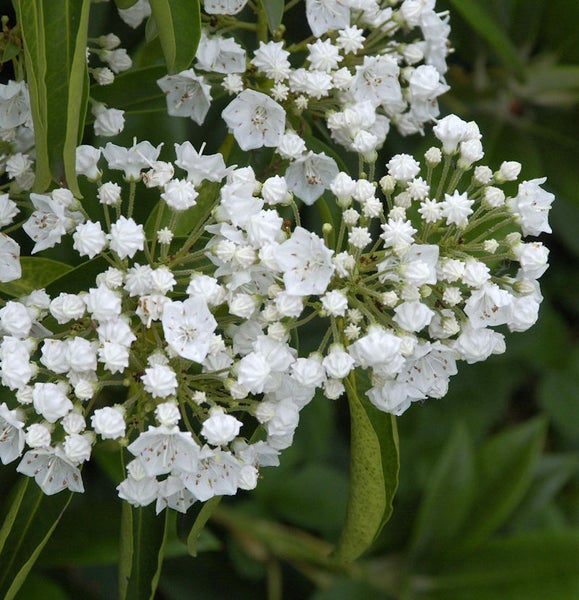 Blütenstände der Lorbeerrose mit weißen Blüten