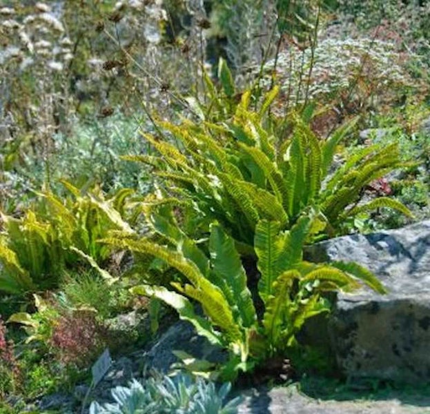 Gartenansicht mit Hirschzungenfarn