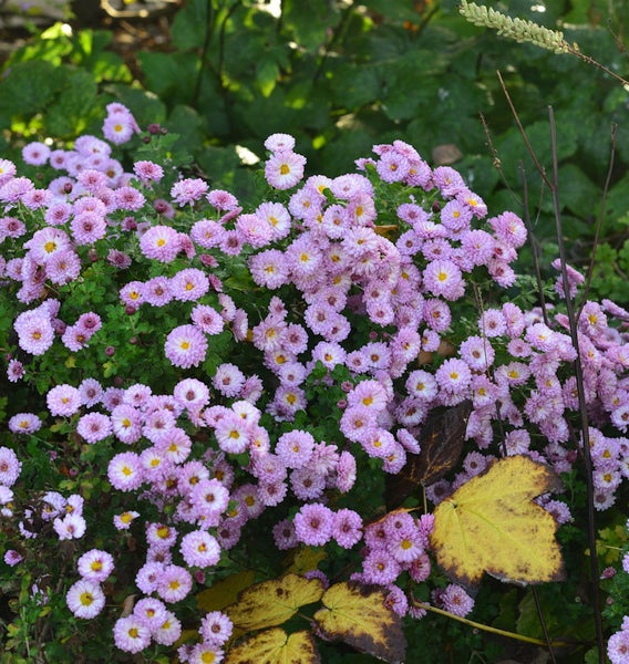 Nahaufnahme von lila Herbstastern im Garten