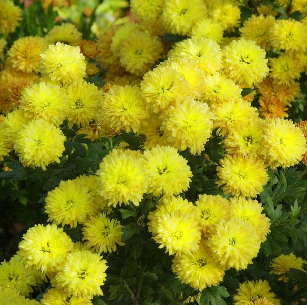 Gelbe Chrysanthemenblüten im Garten.
