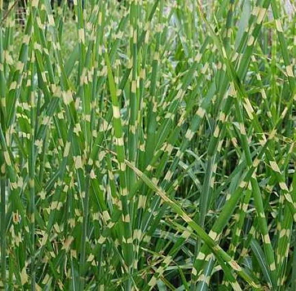 Chinaschilf Sorte Zebra im Detail