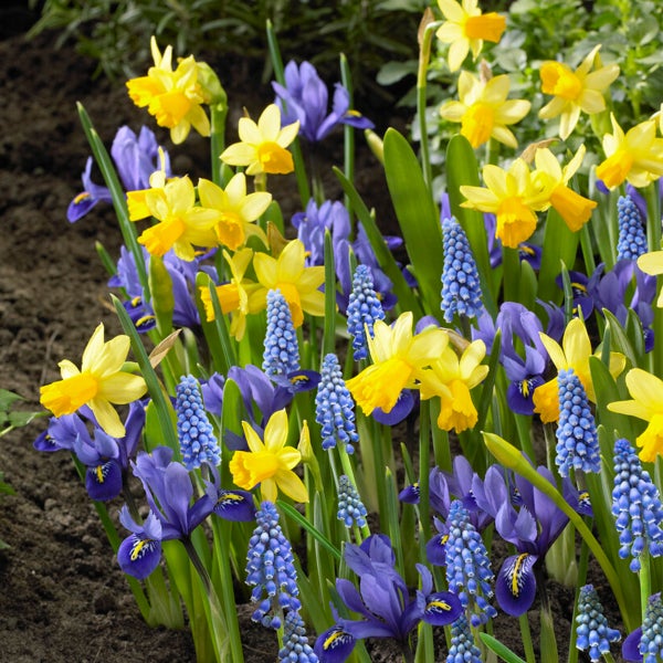 Bloomique - Mischung aus 100 - 6 Monate alten Blumen - Farbmischung - Mischung aus 7 Sorten - Blumenzwiebeln - Frühlingsblüte - Mehrjährige Pflanzen - Wächst von 5 bis 90 cm