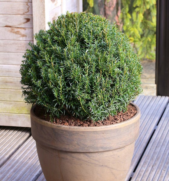 Kugel-Eibe im Topf für den Garten