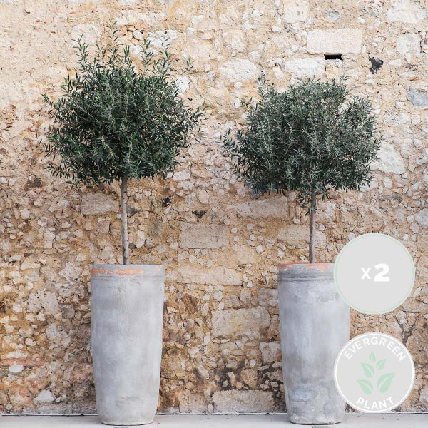 Bloomique - 2er-Set - Olea Europaea - Olivenbaum auf Stamm - Gartenpflanzen - Winterhart - Inklusive Pflanzennahrung - 80-100 cm Hoch - Topf 19 cm