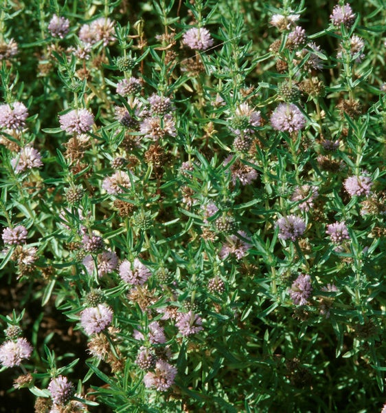 Blühende Quendel Pflanze im Garten.
