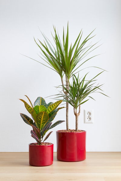 Drachenblutbaum | Dracaena 'Magenta' pro Stück - Zimmerpflanze im Anzuchttopf ⌀17 cm - ↕75 cm