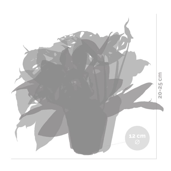 3x Botanischer Zimmerpflanzen-Mix – Epipremnum – Monstera-Affe – Murdannia – ⌀12 cm – ↕20-25 cm