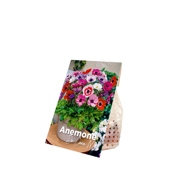 Bloomique - Mischung aus 50 - Anemone De Caen - Gartenanemone - Farbmischung - Blumenzwiebeln - Frühlingsblüte - mehrjährige Pflanzen - wird bis zu 20-25 cm groß