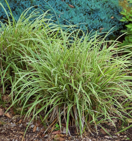 Zwei Bunde Japanisches Waldgras im Garten.
