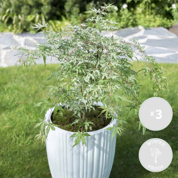 3x Acer 'Ukigumo' – Japanischer Ahorn – Strauch – Pflegeleicht – ⌀13cm - ↕30-35cm