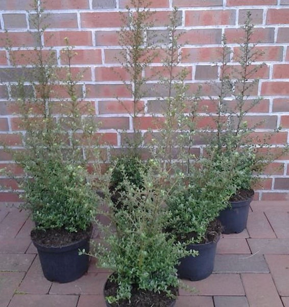 Mehrere immergrüne Zwergmispel Pflanzen in Töpfen vor einer Ziegelwand.