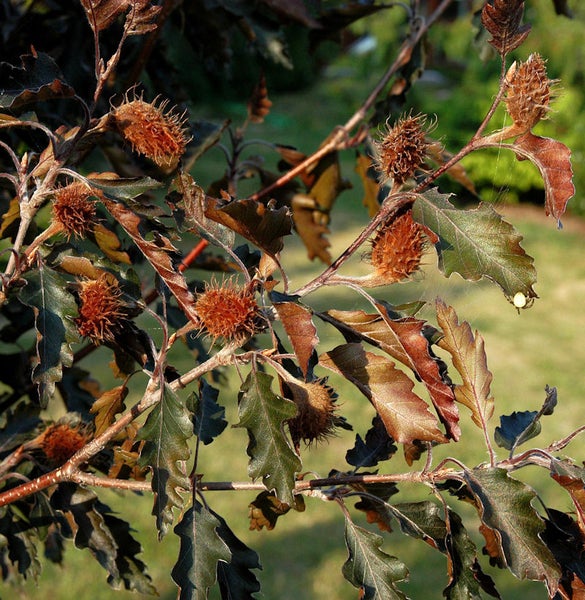 Zweig einer Rotbuche mit Blättern und Bucheckern