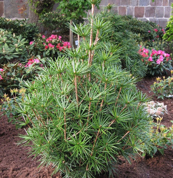Japanische Schirmtanne im Gartenbeet