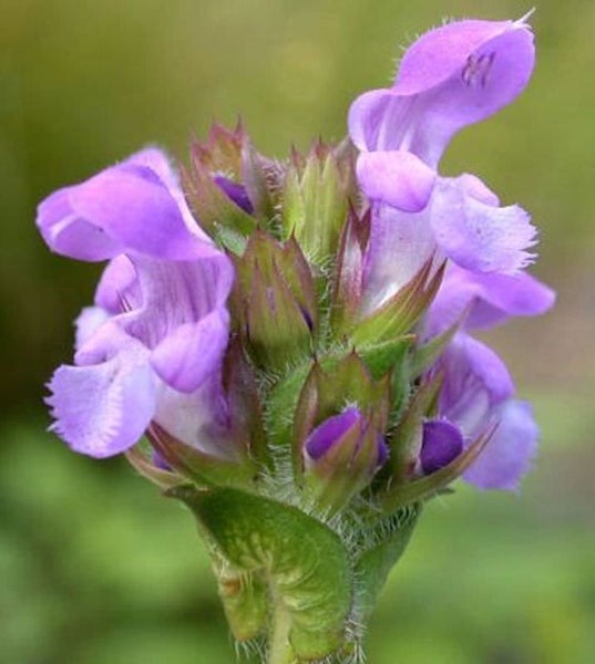 Nahaufnahme einer blühenden Gewöhnlichen Braunelle
