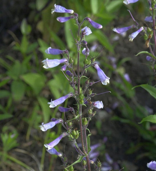 Aufrechte Pflanze mit blauen Röhrenblüten
